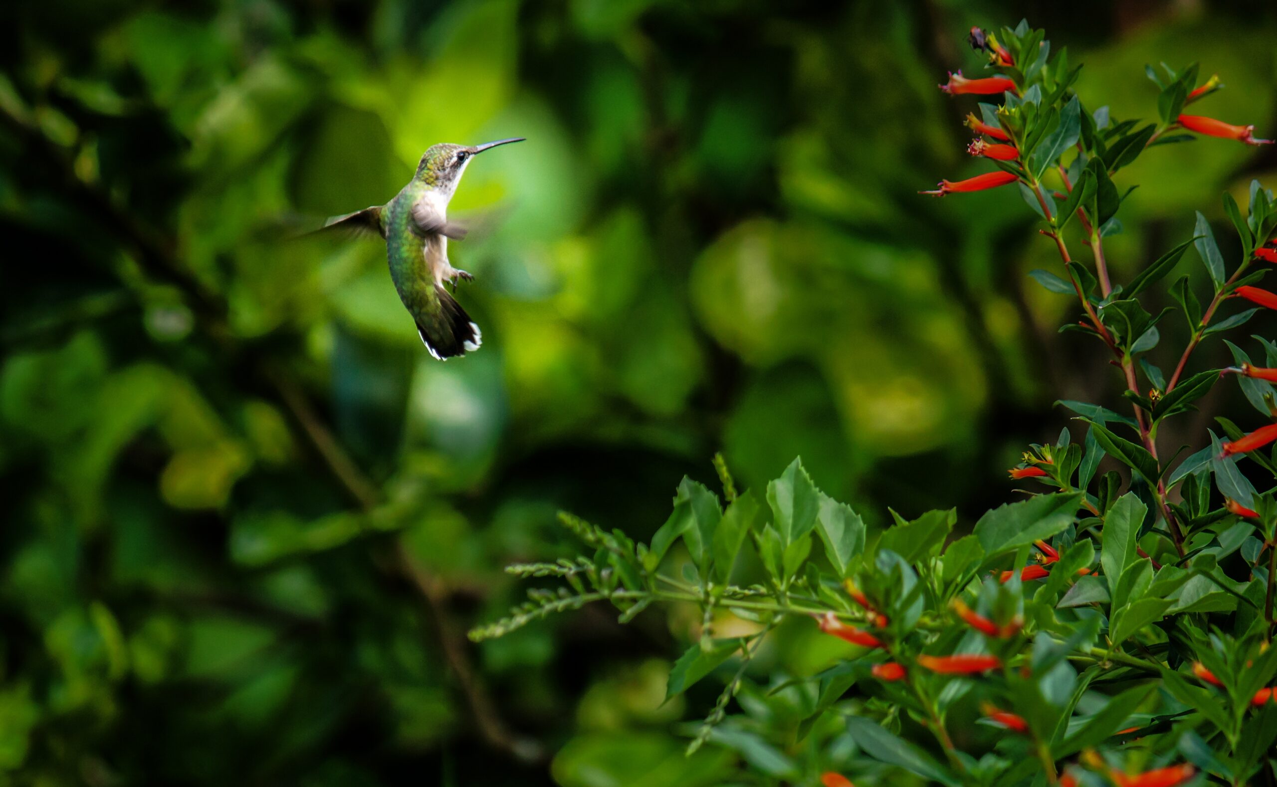 A closeup shot of a green hummingbird next to  a tree