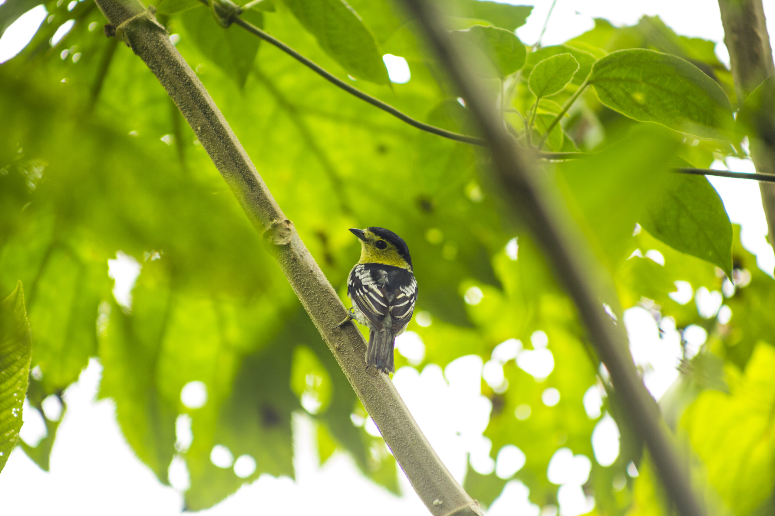 rear-view-songbird-perched-tree-branch-rainforest