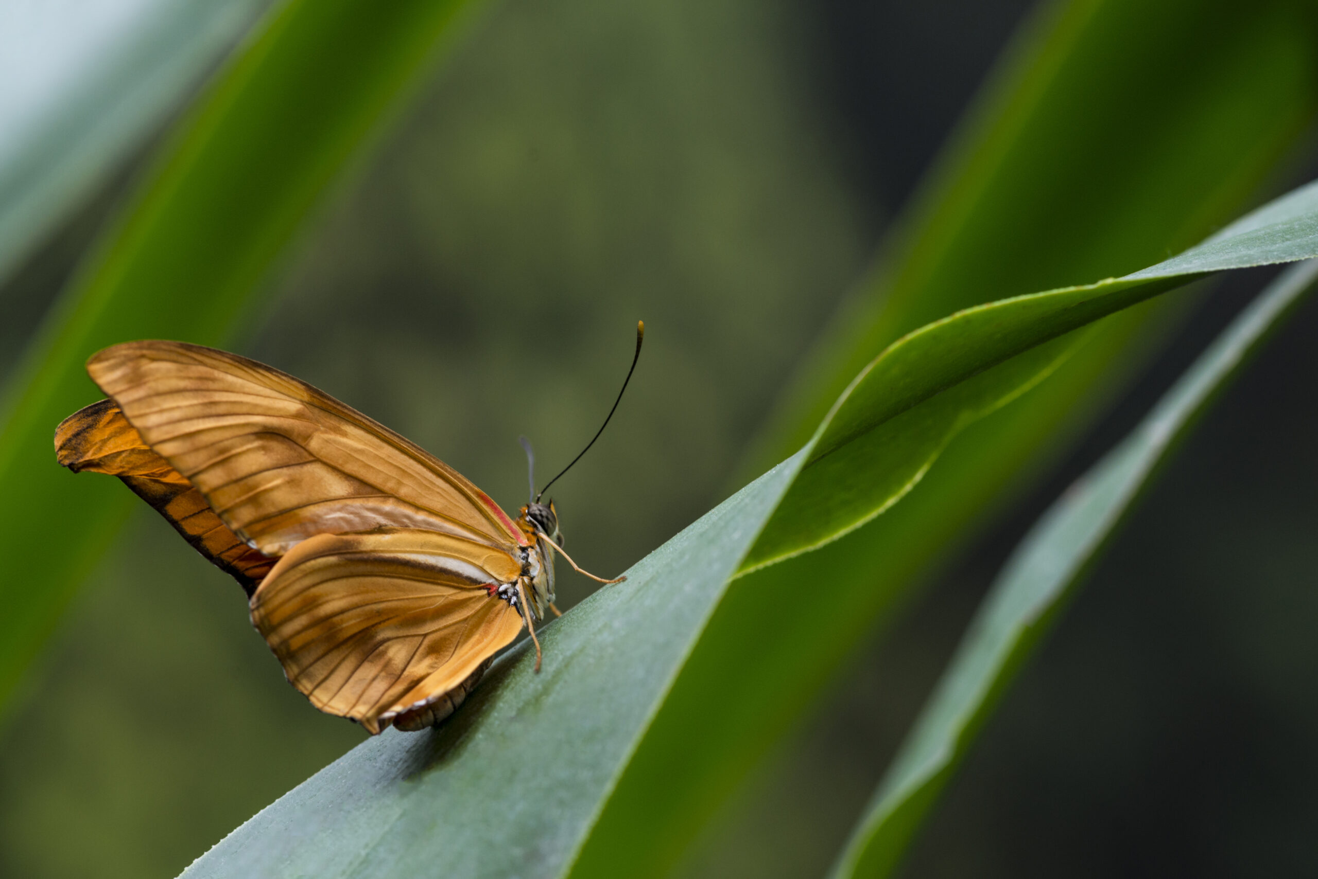 sideways-delicate-orange-butterfly